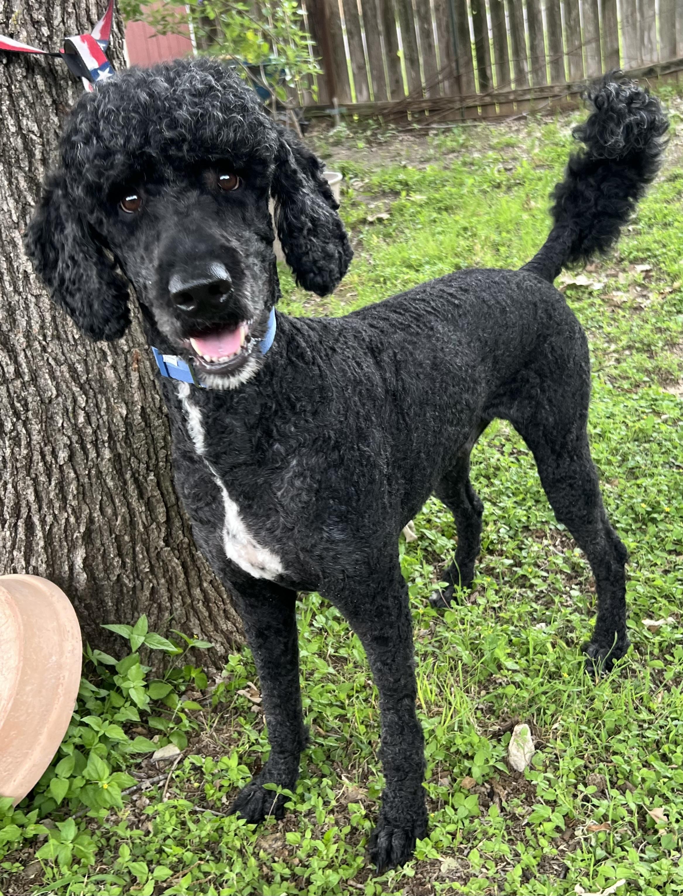 Max, a Adoptable Goldendoodle in Bellaire, TX image 1/5