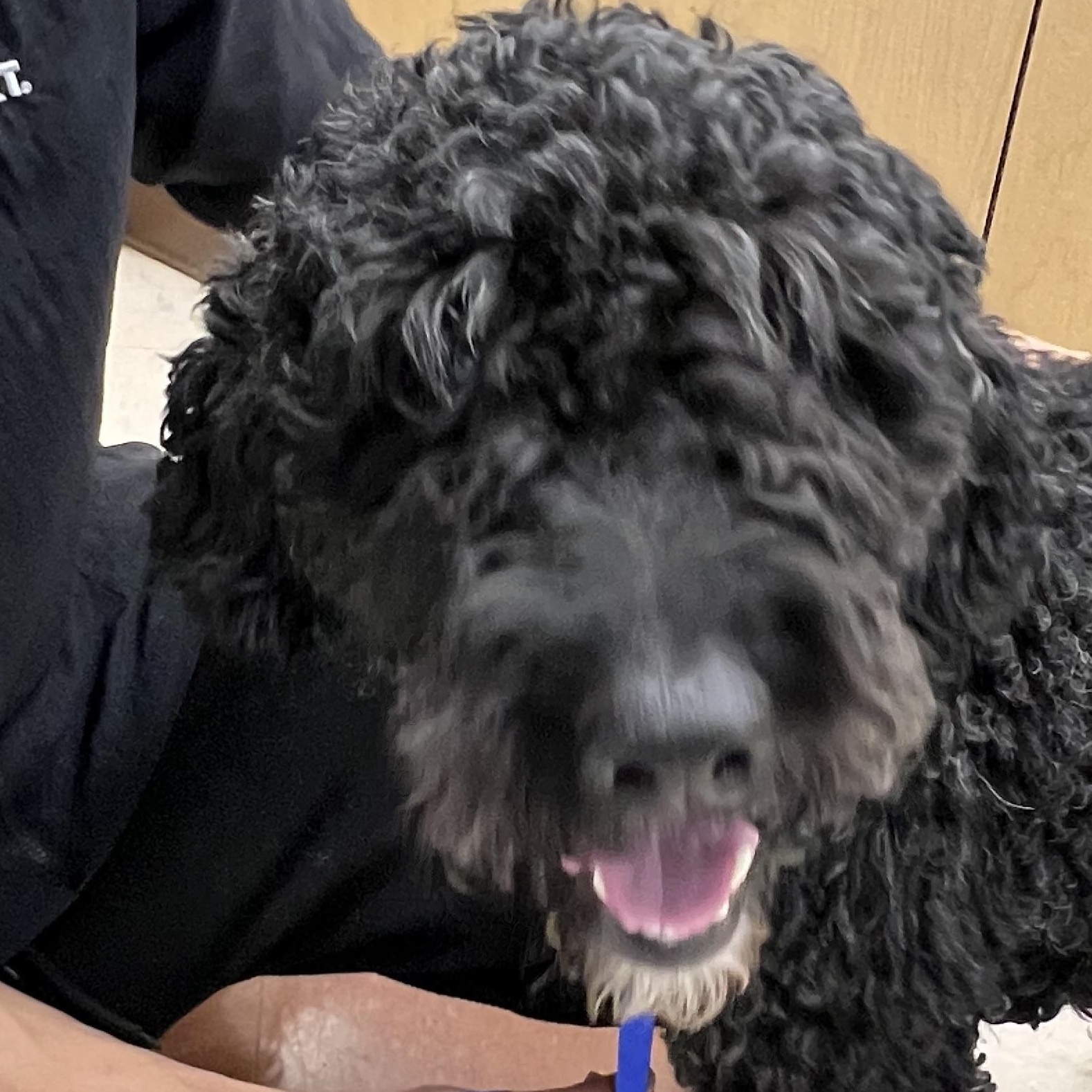 Max, a Adoptable Goldendoodle in Bellaire, TX image 5/5