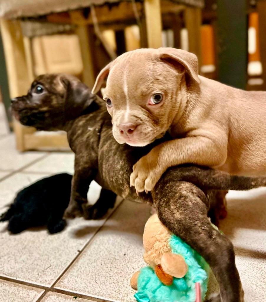 Enlarge Royal Noble, a Adoptable mixed breed in Princeton, MA image 2/6