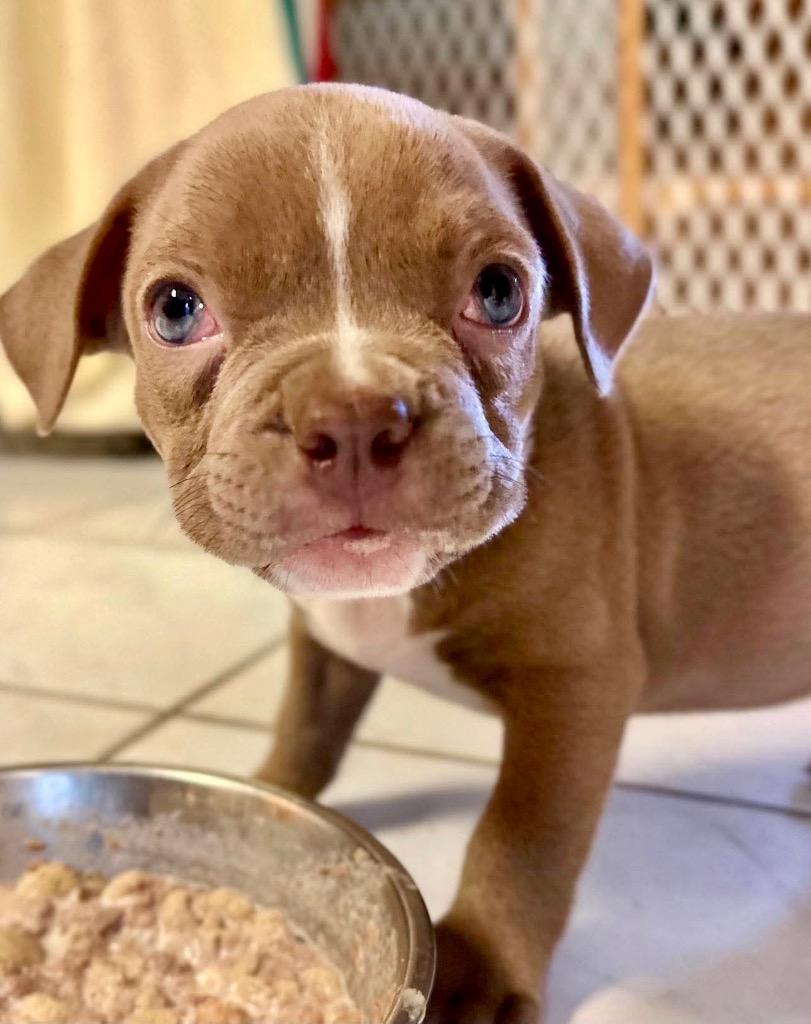 Enlarge Royal Noble, a Adoptable mixed breed in Princeton, MA image 3/6