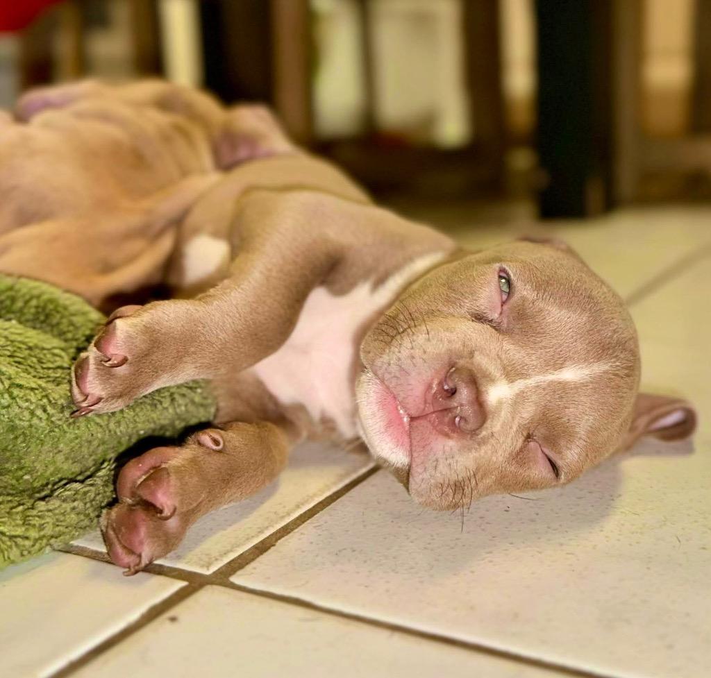 Enlarge Royal Noble, a Adoptable mixed breed in Princeton, MA image 4/6