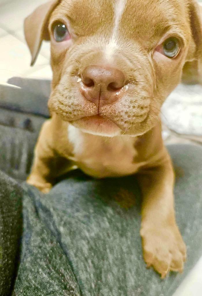 Enlarge Royal Noble, a Adoptable mixed breed in Princeton, MA image 6/6