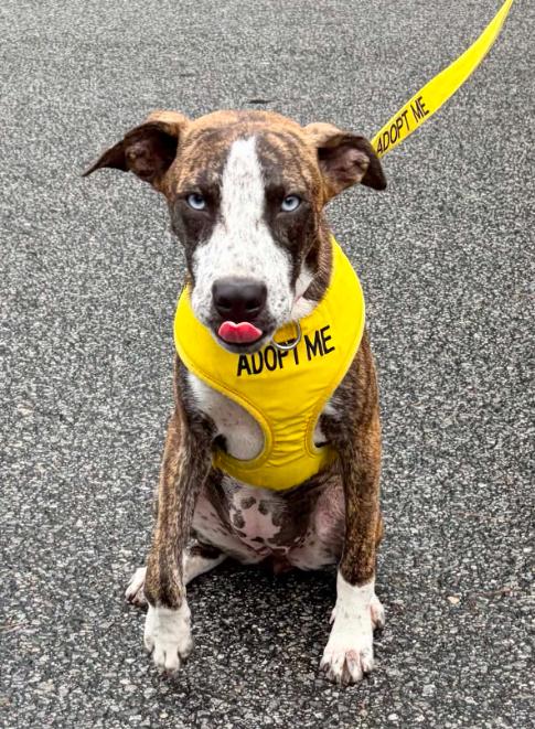 Enlarge Skye, an adopted mixed breed in Eutawville, SC image 2/6