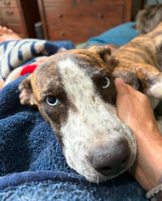 Enlarge Skye, an adopted mixed breed in Eutawville, SC image 5/6