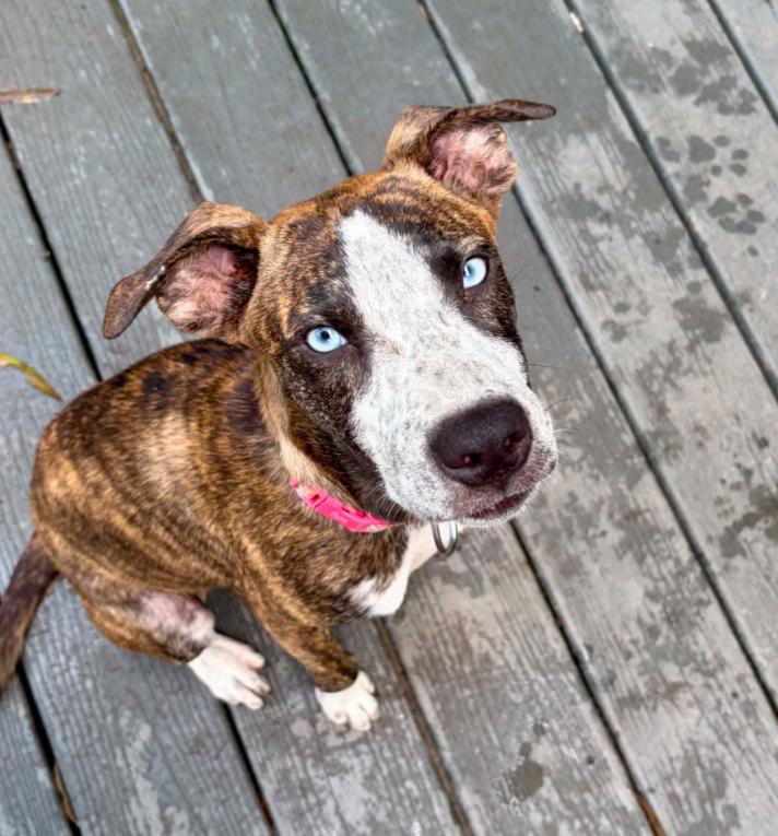 Enlarge Skye, an adopted mixed breed in Eutawville, SC image 1/6