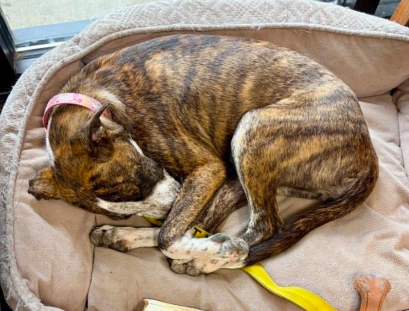 Enlarge Skye, an adopted mixed breed in Eutawville, SC image 6/6