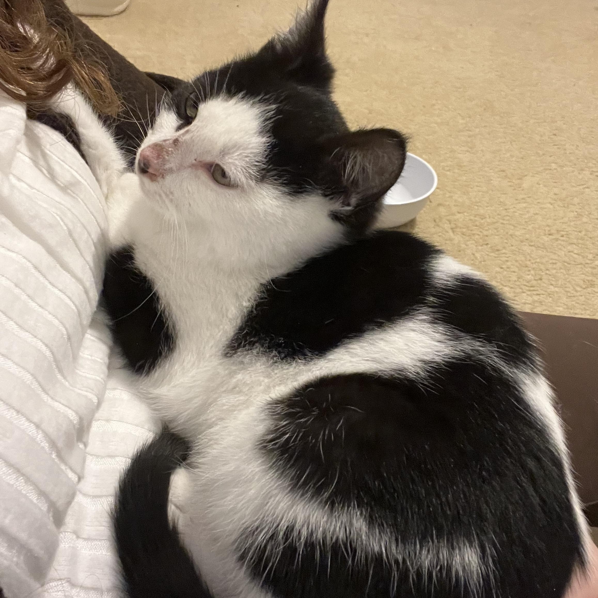 Enlarge Averson, a ADOPTABLE Domestic Short Hair in Renton , WA image 3/5