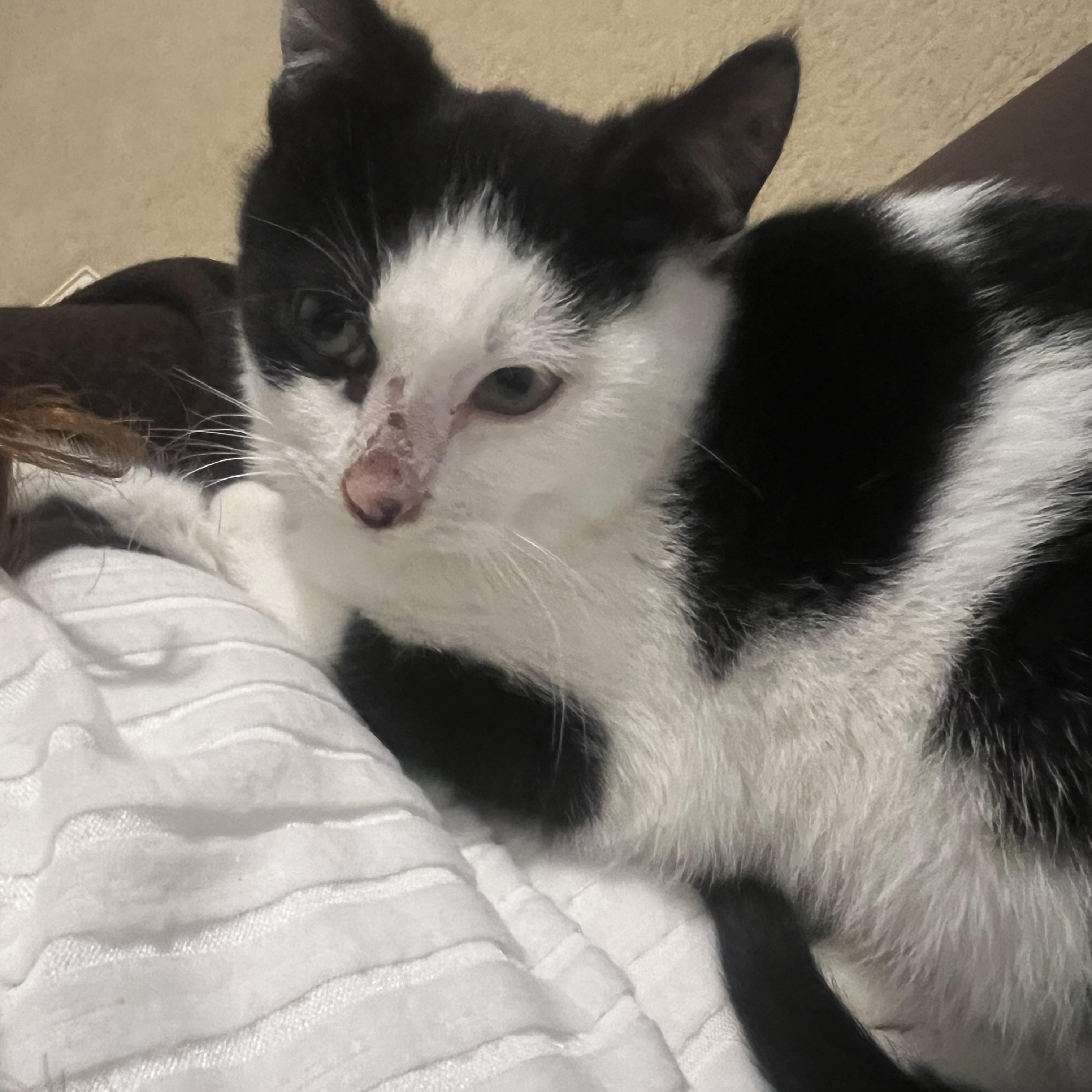 Enlarge Averson, a ADOPTABLE Domestic Short Hair in Renton , WA image 5/5