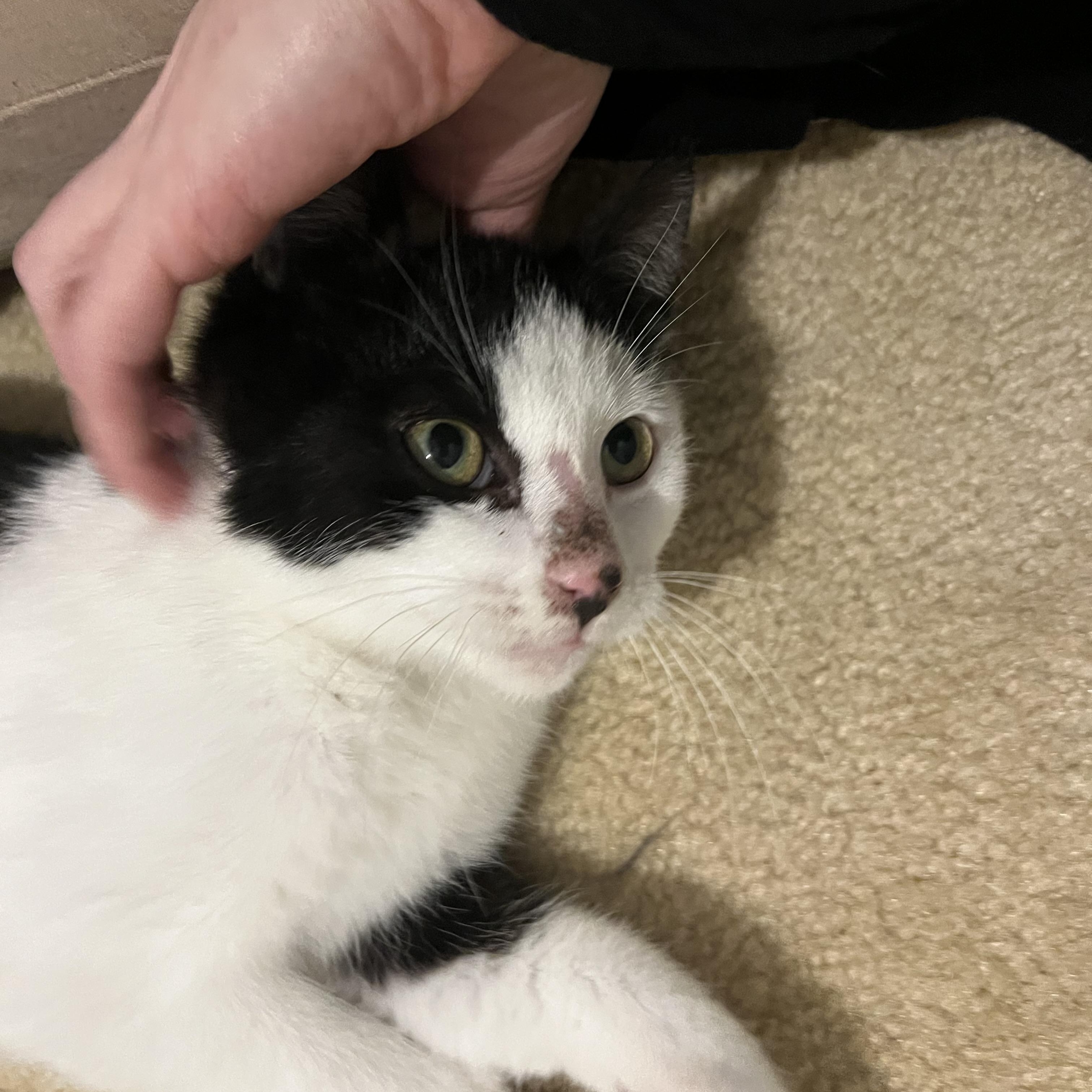 Enlarge Averson, a ADOPTABLE Domestic Short Hair in Renton , WA image 4/5