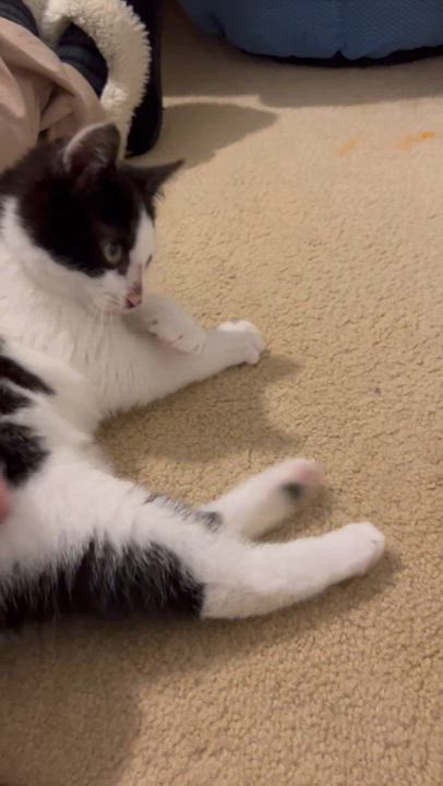 Enlarge Averson, a ADOPTABLE Domestic Short Hair in Renton , WA video 2/5