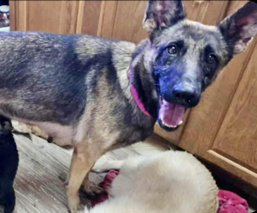 Siren, Adoptable, Young Female German Shepherd Dog.
