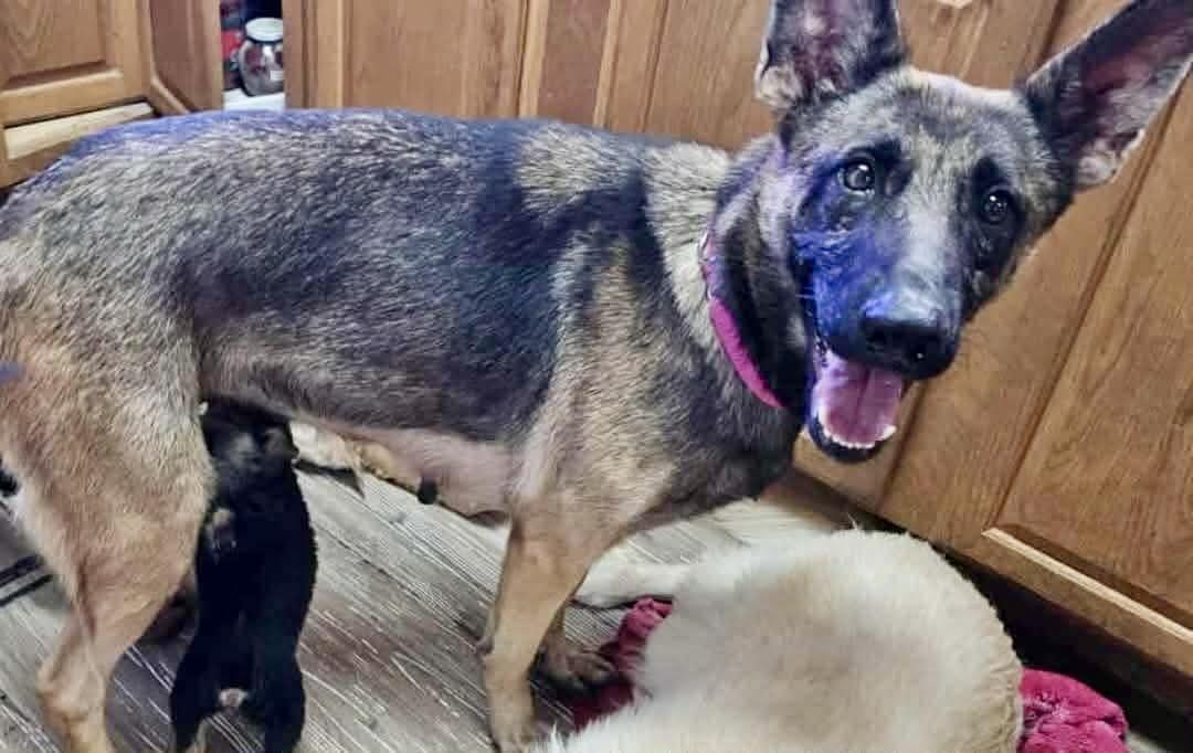 Siren, a Adoptable German Shepherd Dog in Pocatello, ID image 3/4