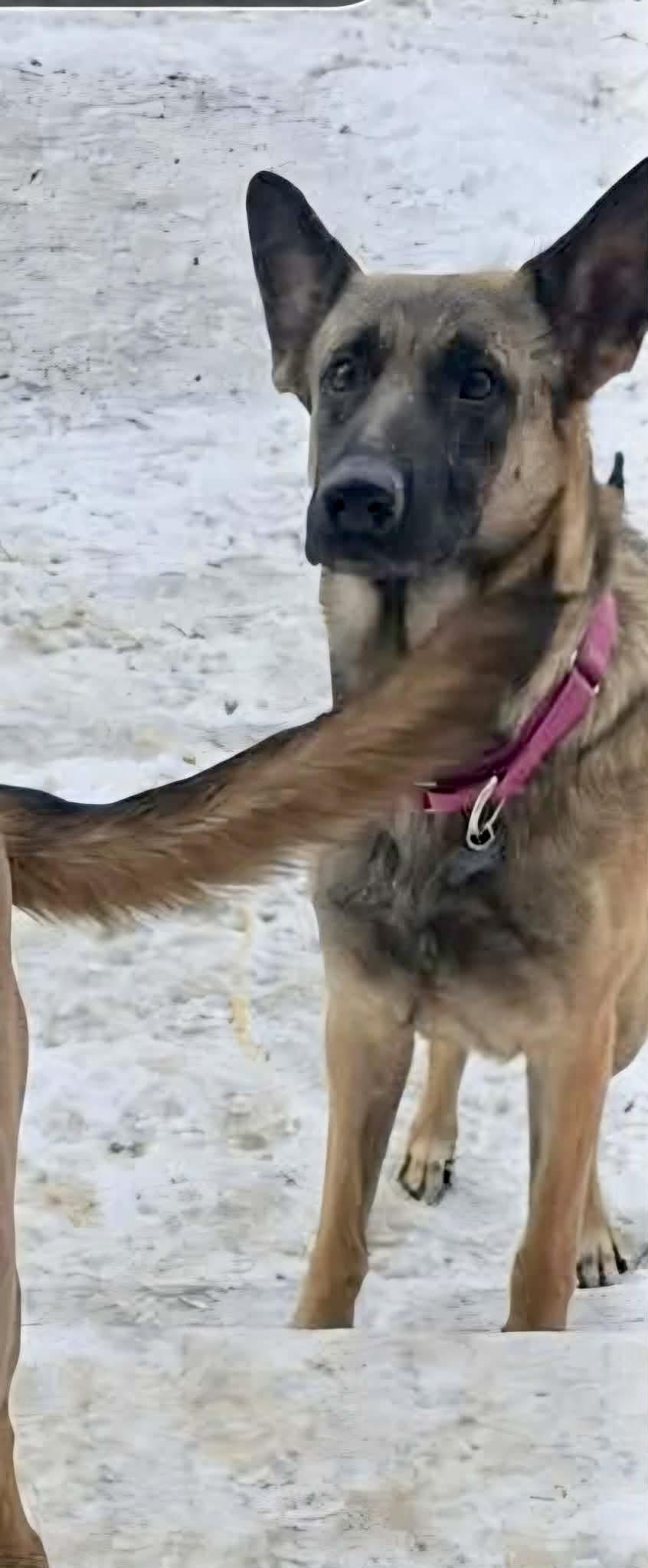 Siren, a Adoptable German Shepherd Dog in Pocatello, ID image 4/4