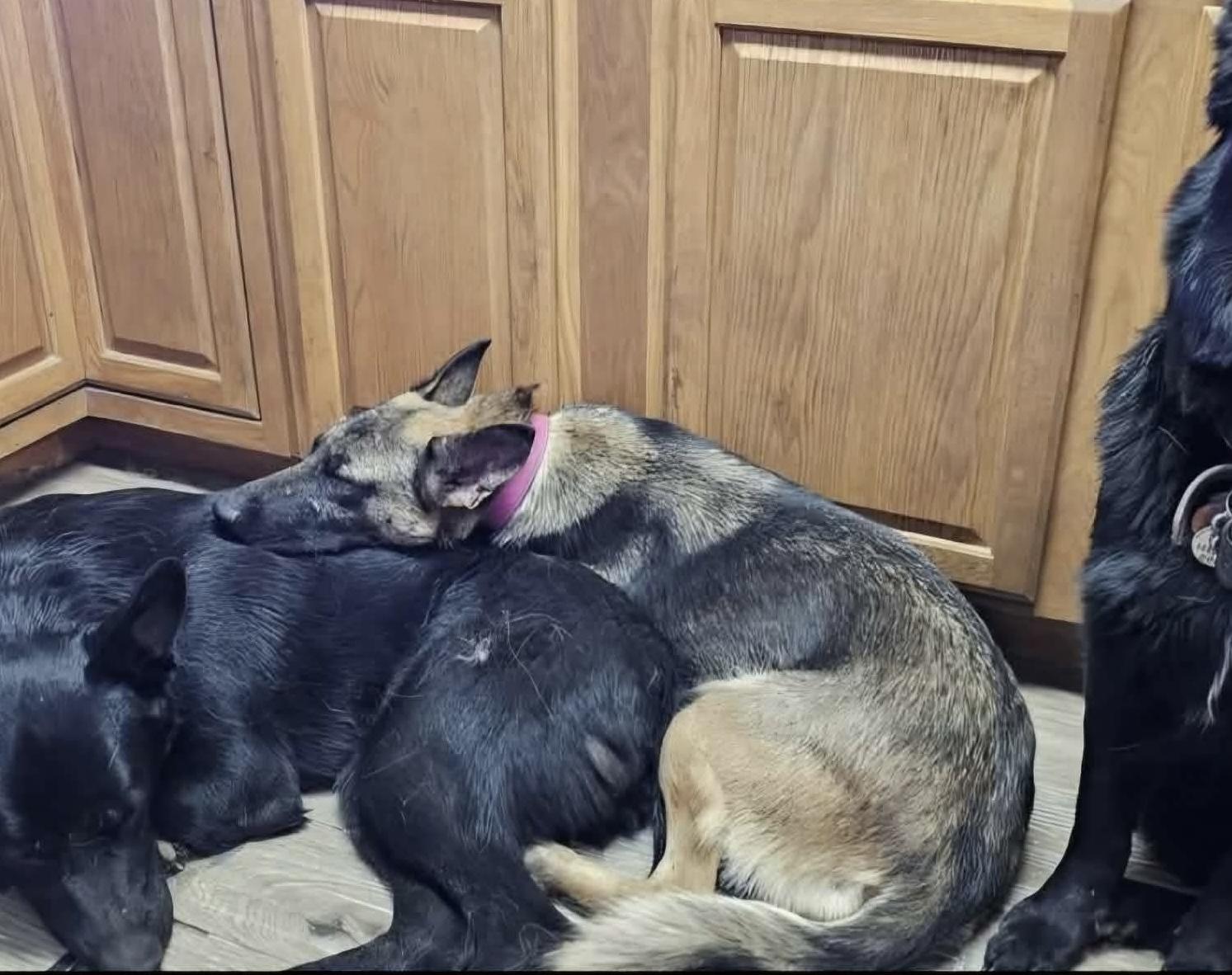 Siren, a Adoptable German Shepherd Dog in Pocatello, ID image 2/4