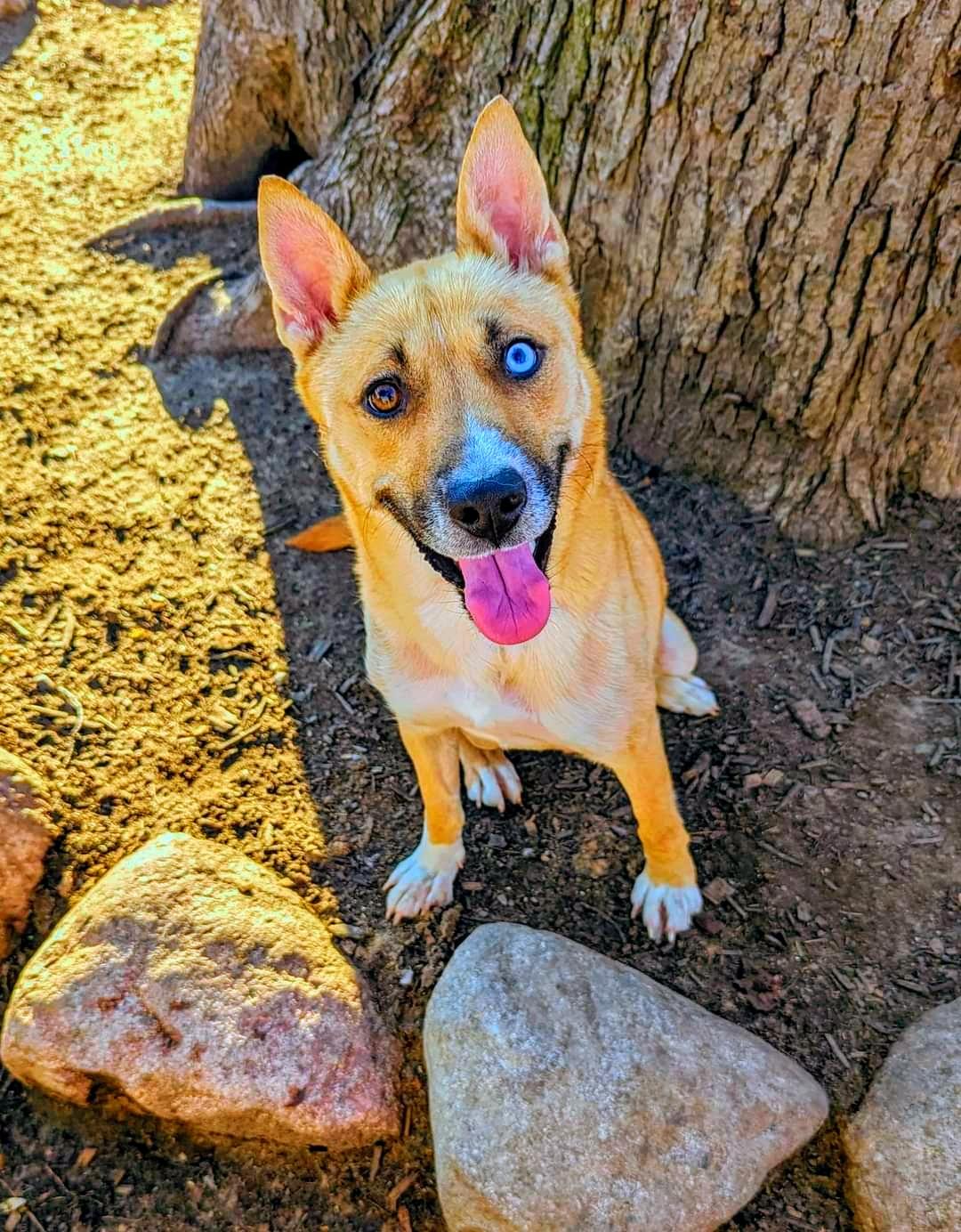 Enlarge Charlie, a Adoptable mixed breed in Ferndale, MI image 2/3