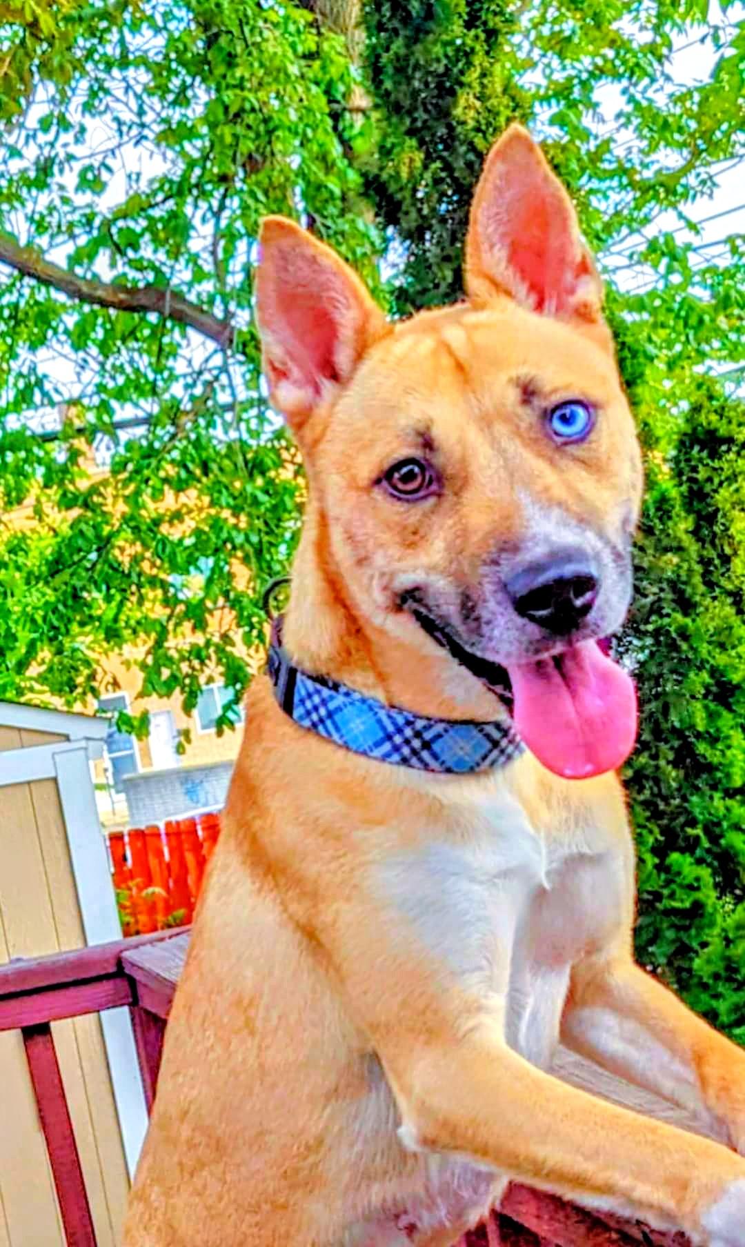 Enlarge Charlie, a Adoptable mixed breed in Ferndale, MI image 3/3