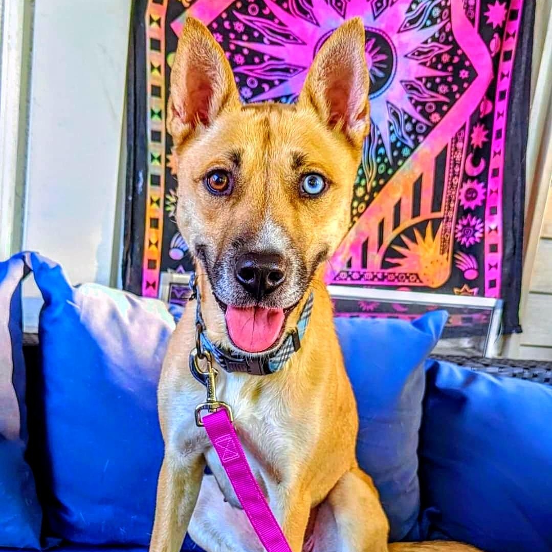 Charlie, Adoptable, Adult Female German Shepherd Dog & Husky.