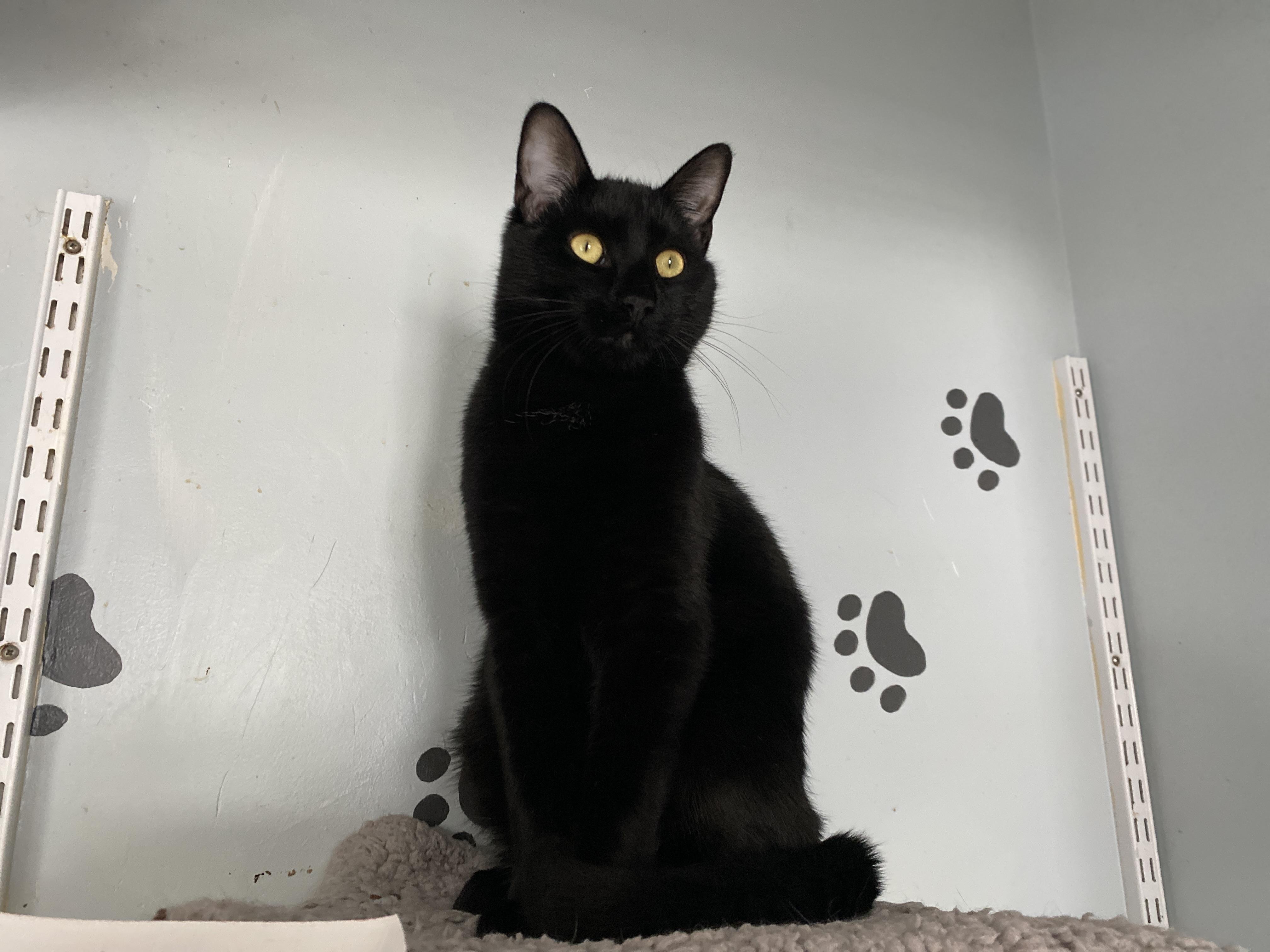 Enlarge Moat, an adopted Domestic Short Hair in Salisbury, MA image 5/6