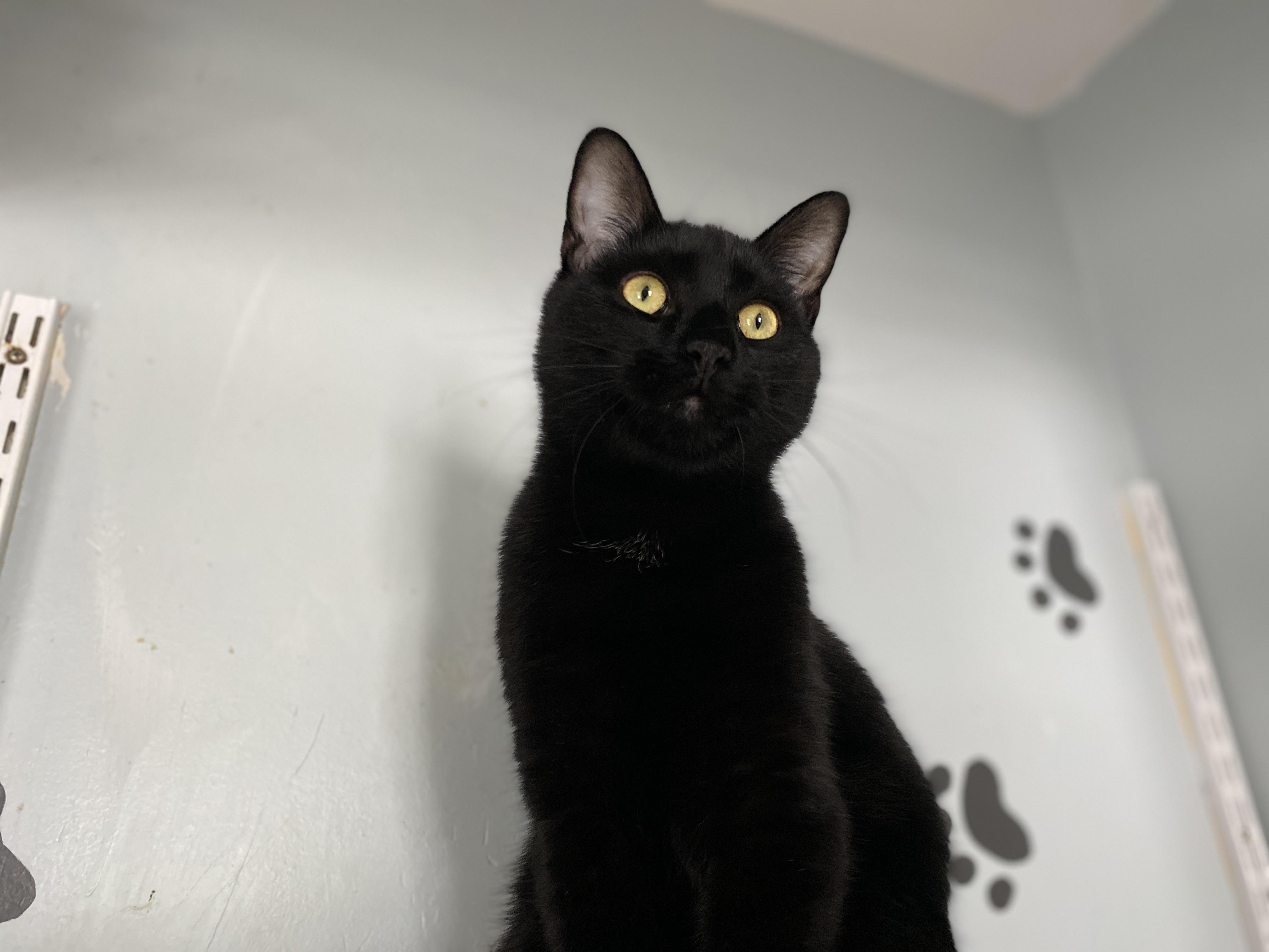 Enlarge Moat, an adopted Domestic Short Hair in Salisbury, MA image 1/6