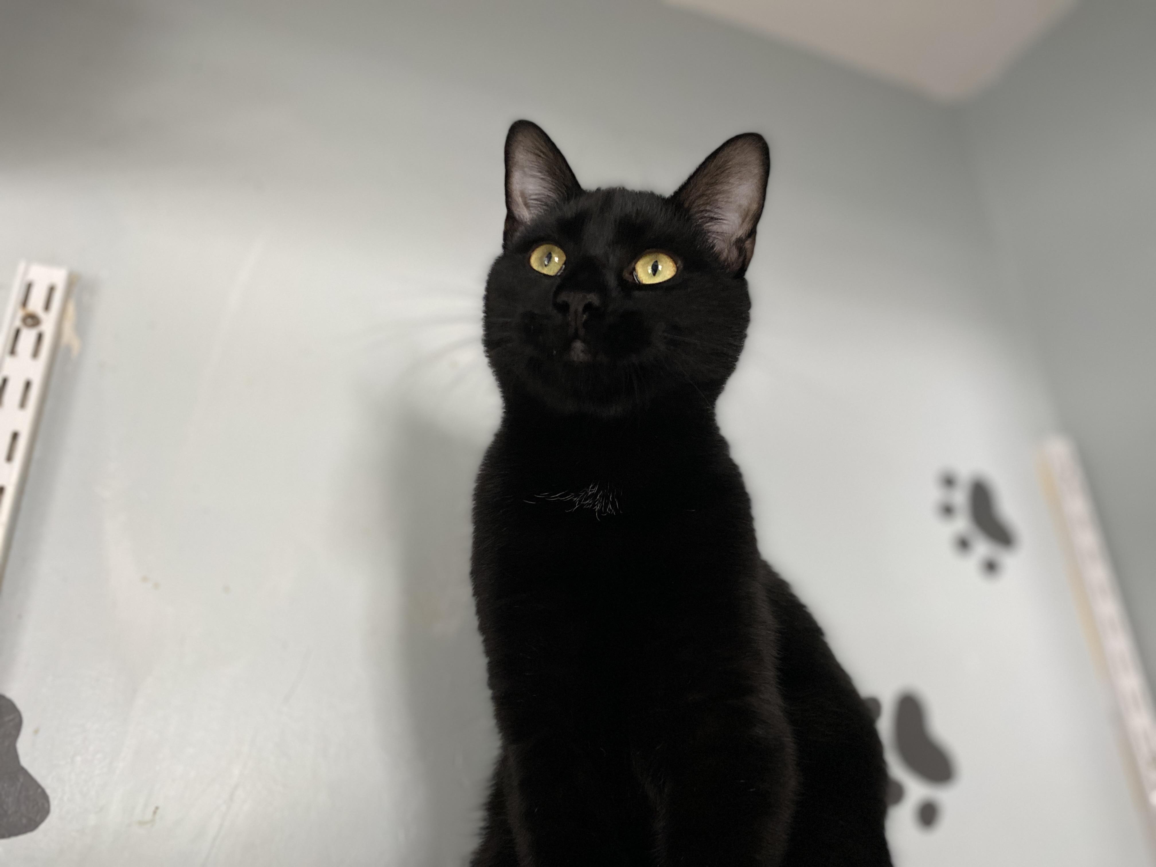 Enlarge Moat, an adopted Domestic Short Hair in Salisbury, MA image 2/6