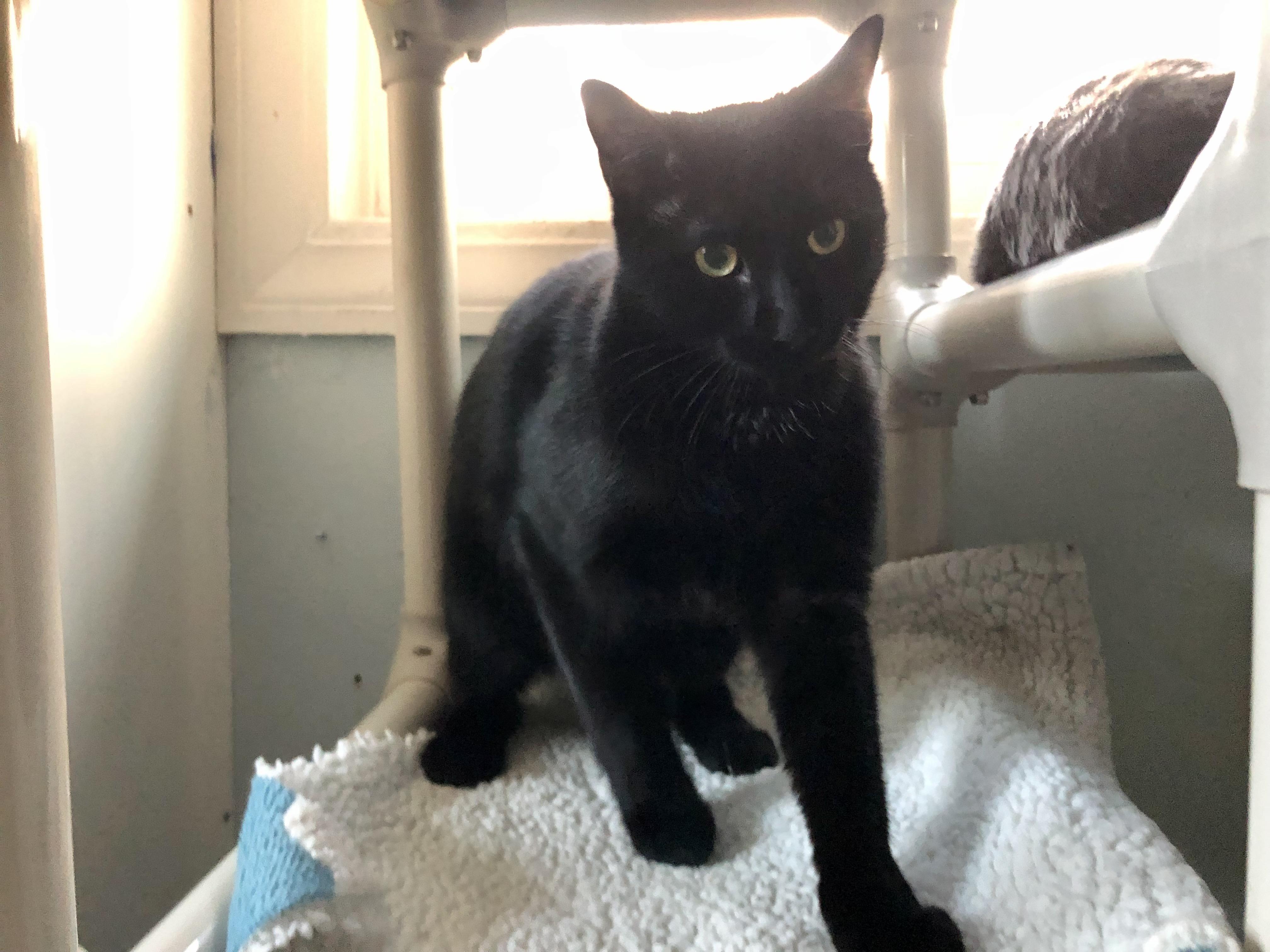 Moat, Adoptable, Adult Male Domestic Short Hair.