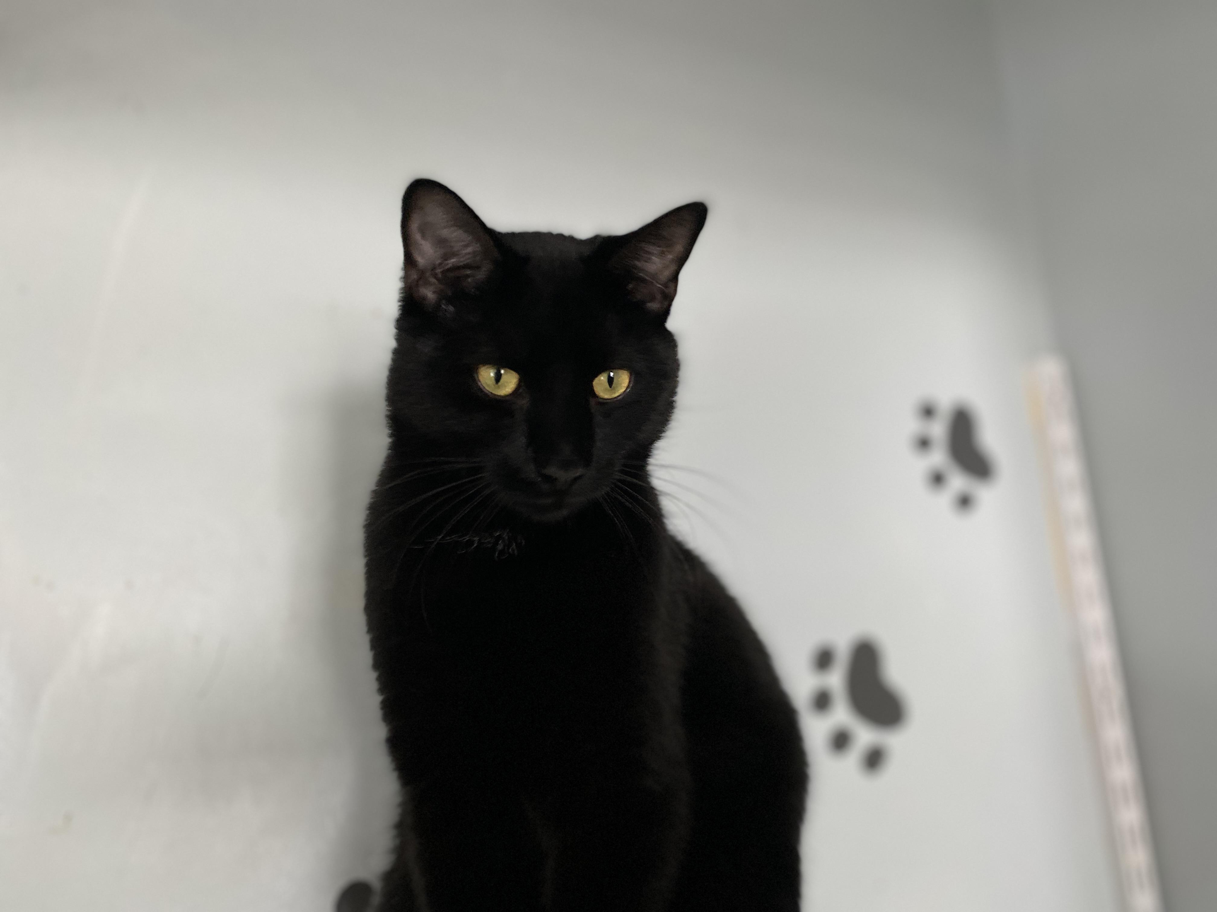 Enlarge Moat, an adopted Domestic Short Hair in Salisbury, MA image 4/6