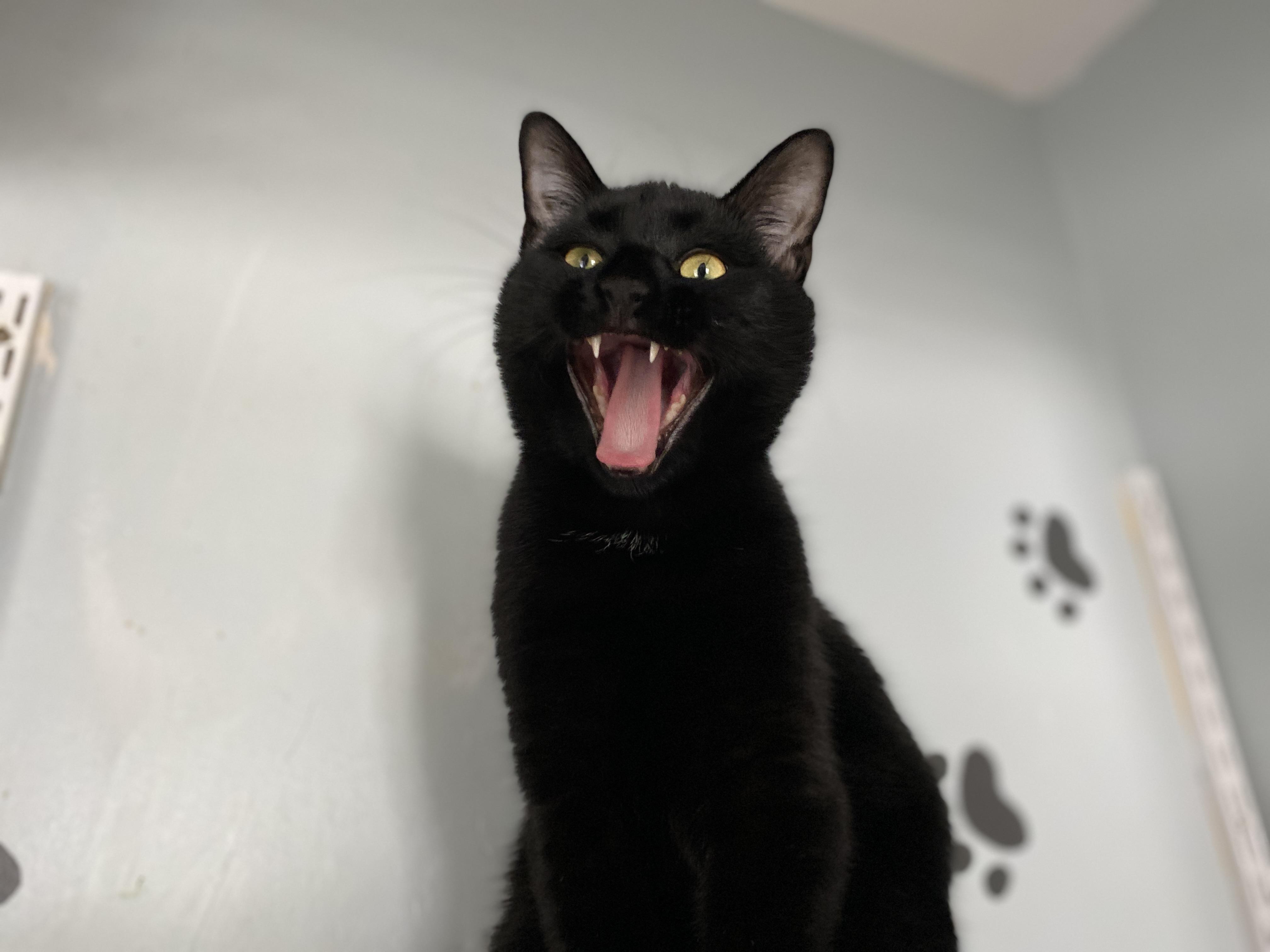 Enlarge Moat, an adopted Domestic Short Hair in Salisbury, MA image 3/6