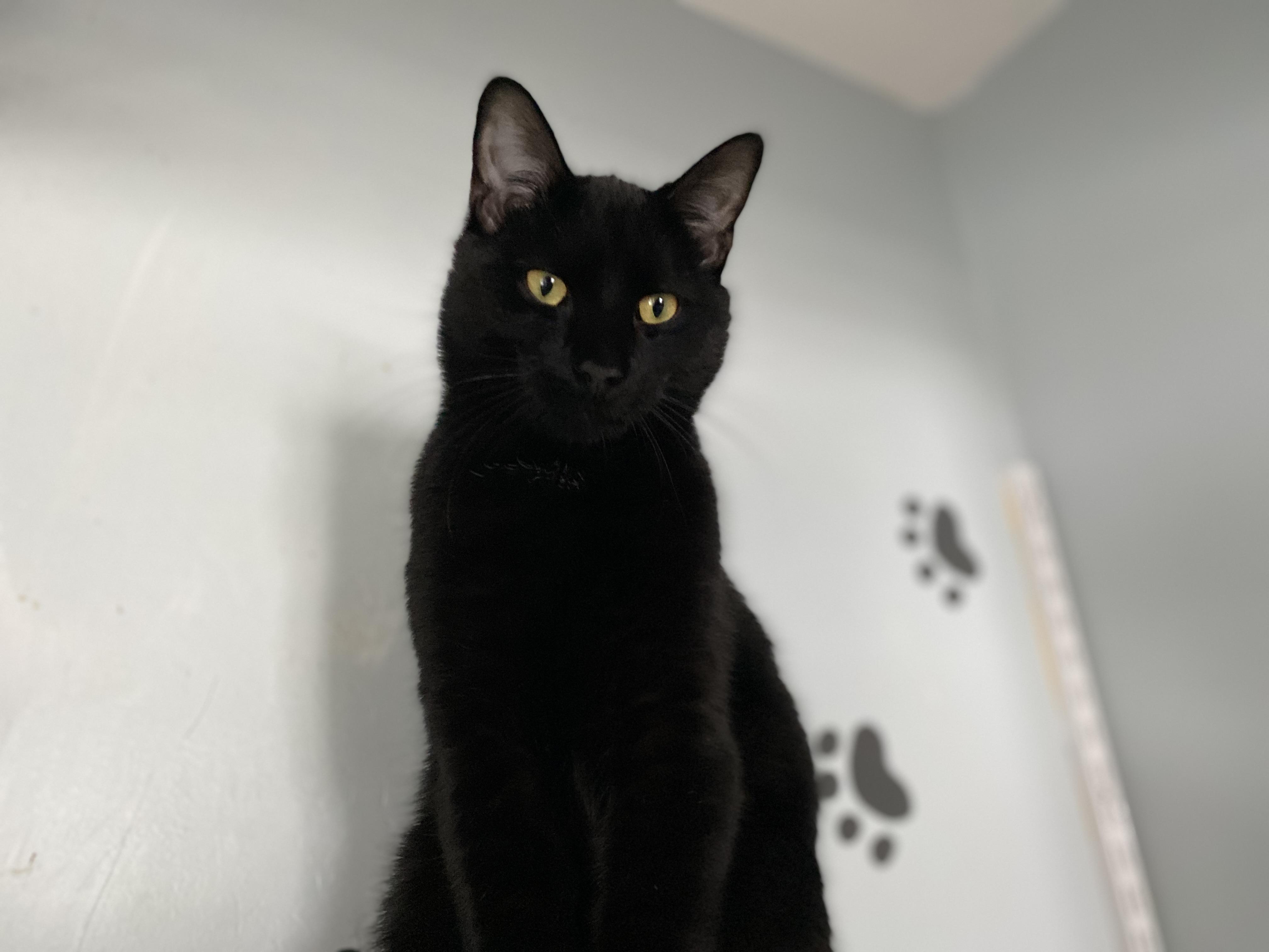 Enlarge Moat, an adopted Domestic Short Hair in Salisbury, MA image 6/6