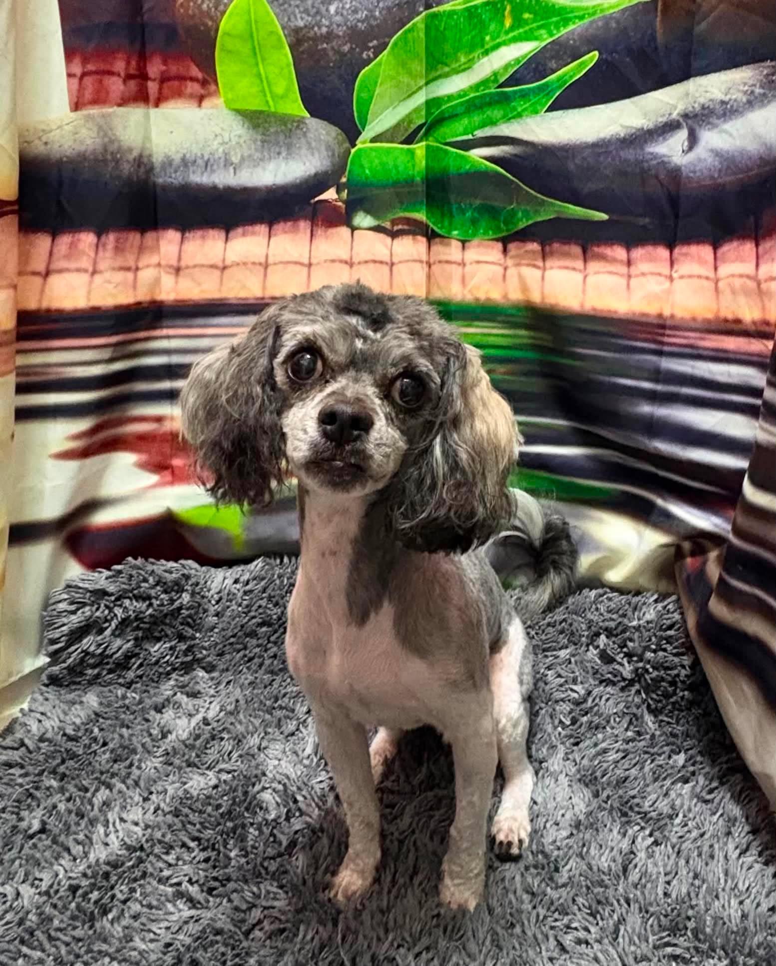 Enlarge Dipper, a ADOPTABLE mixed breed in Orlando, FL image 1/1