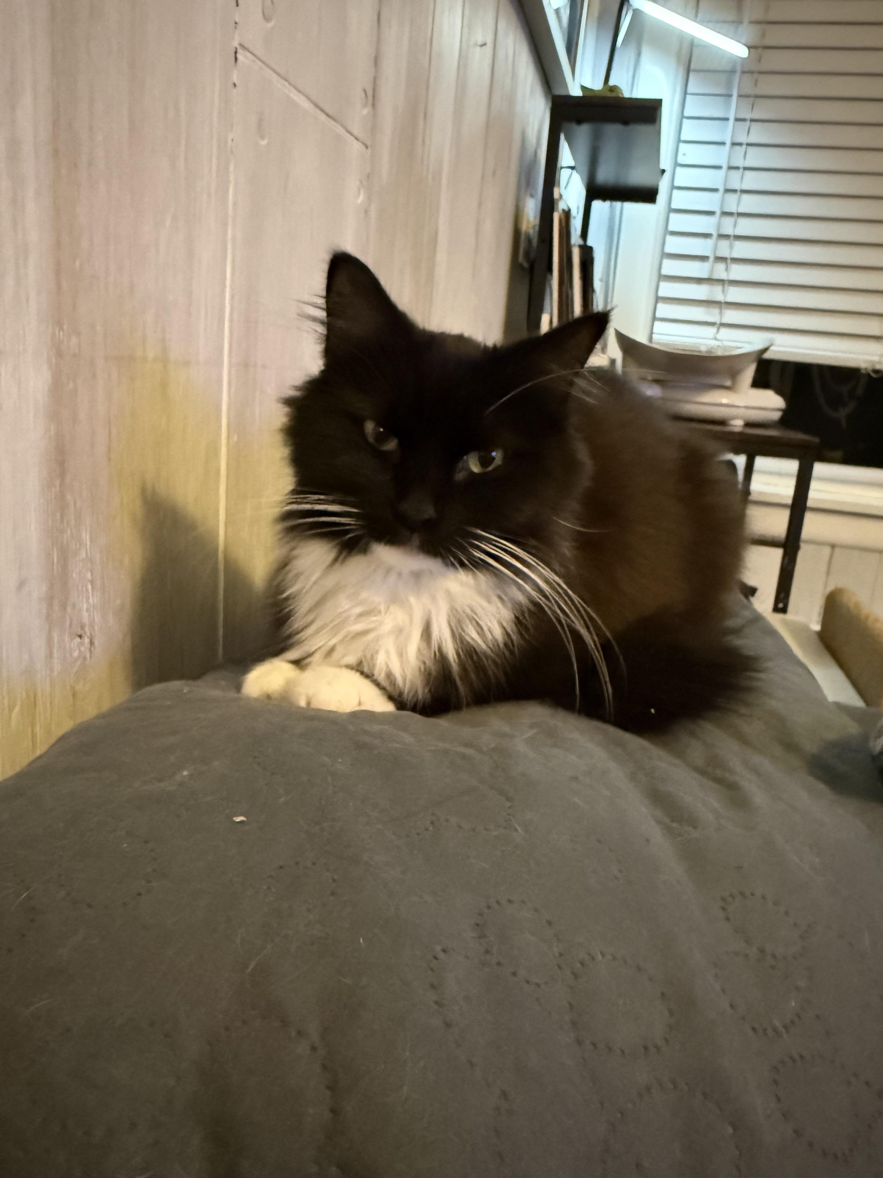 Blossom, a Adoptable Domestic Long Hair in Bethel Park, PA image 1/4