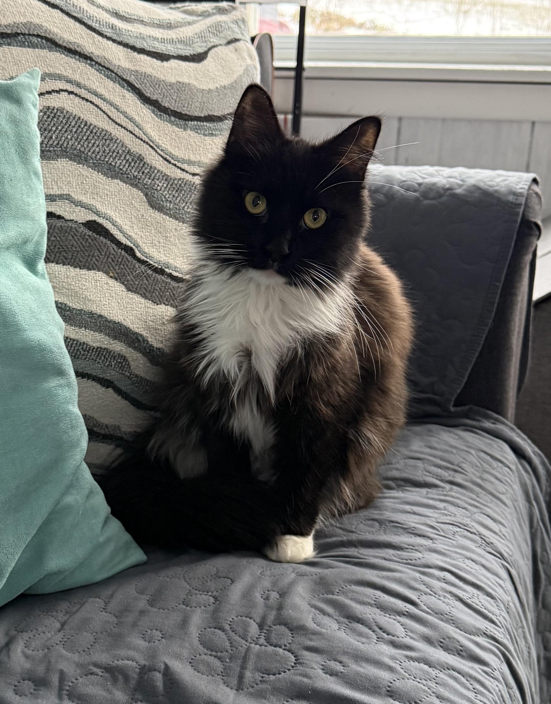 Blossom, a Adoptable Domestic Long Hair in Bethel Park, PA image 2/4