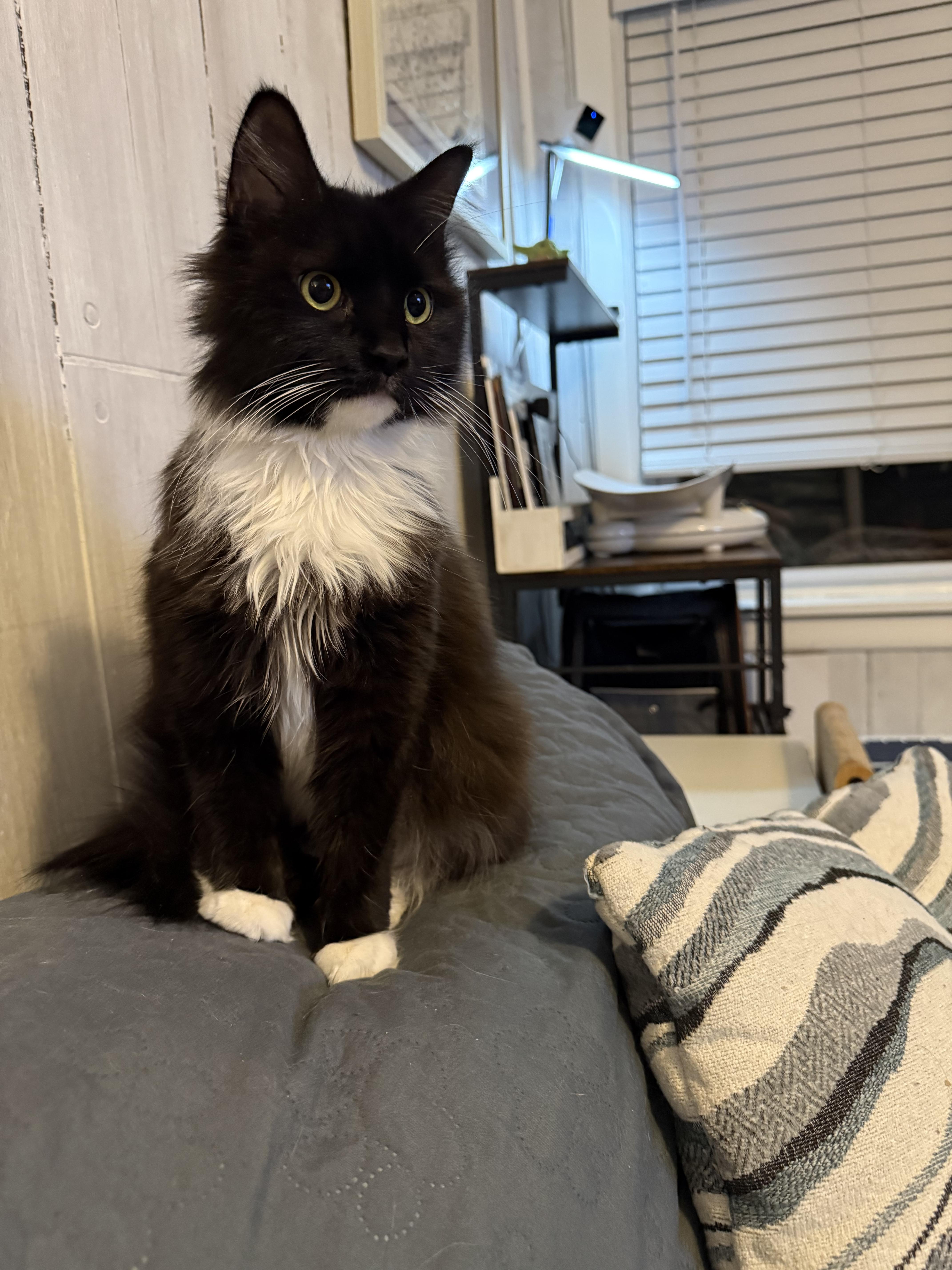 Blossom, a Adoptable Domestic Long Hair in Bethel Park, PA image 3/4