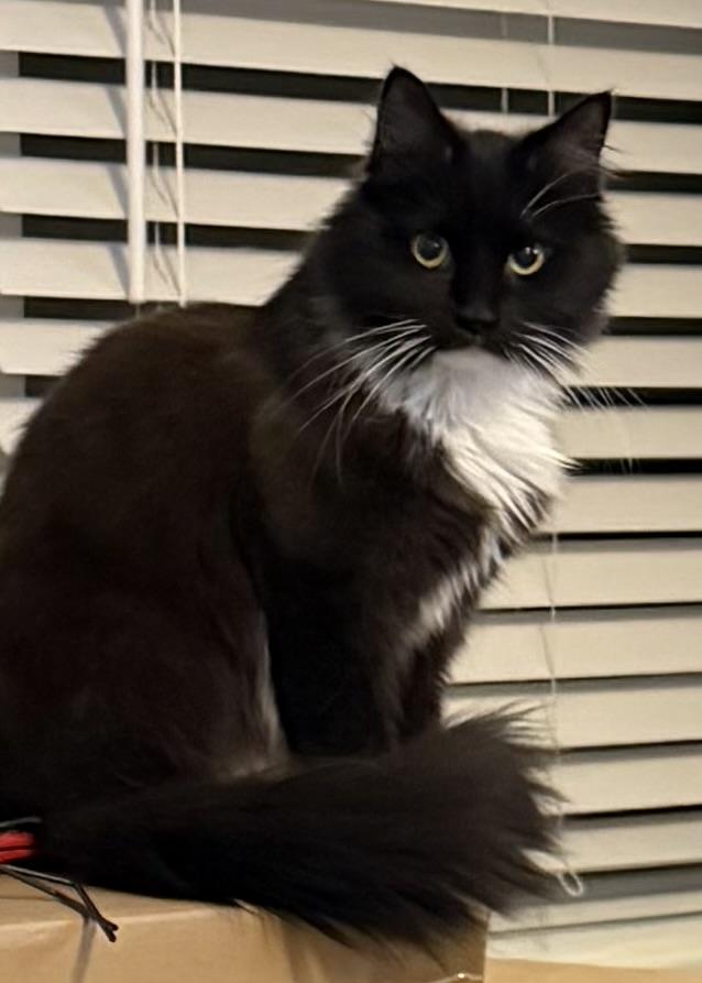 Enlarge Blossom, a Adoptable Domestic Long Hair in Bethel Park, PA image 4/4