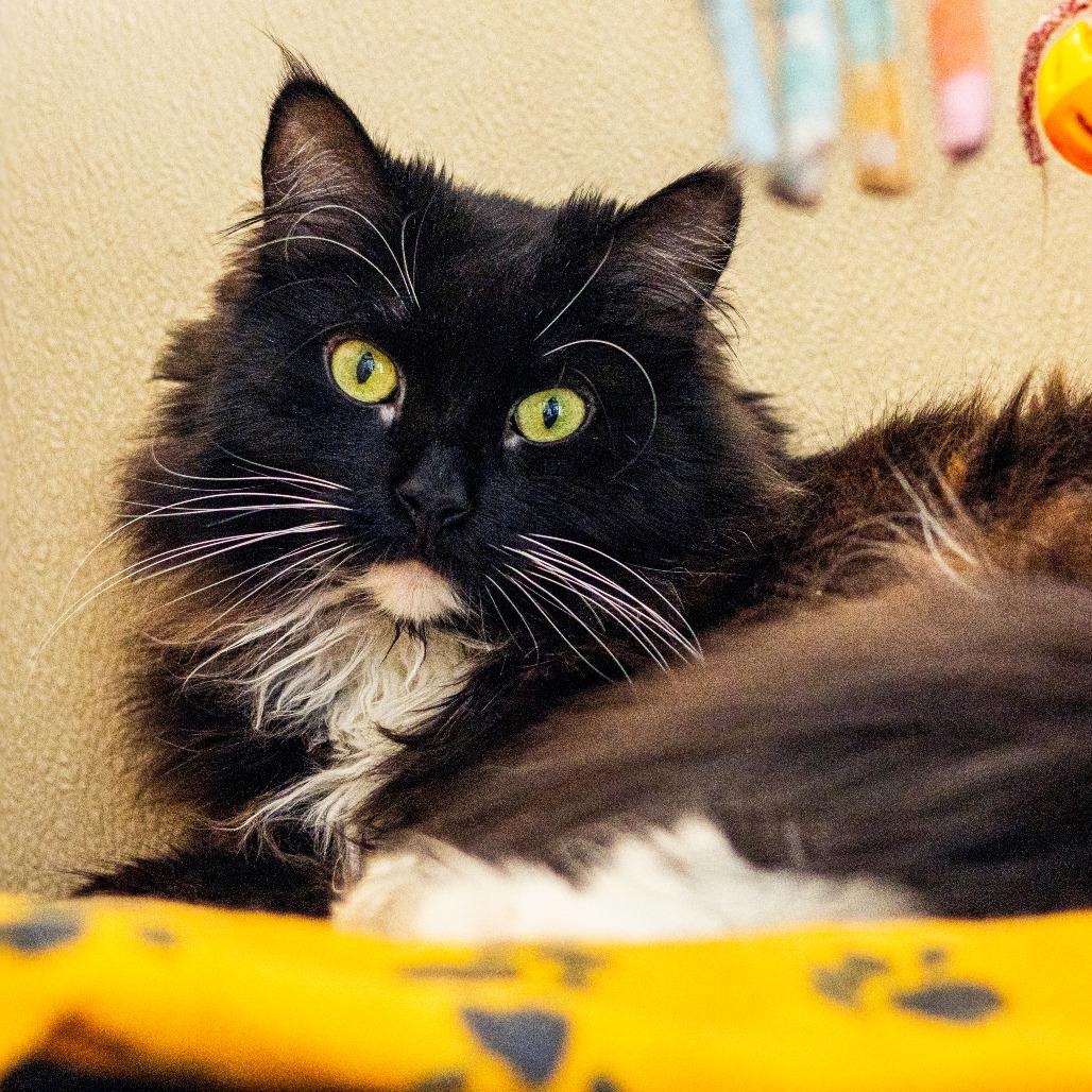 Domino, a Adoptable Domestic Long Hair in Newark, DE image 1/3