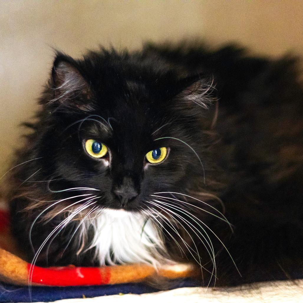 Domino, a Adoptable Domestic Long Hair in Newark, DE image 2/3
