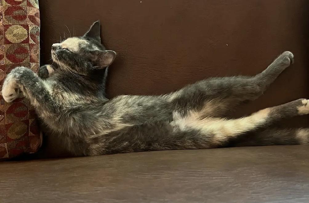 Enlarge Opie, a Adoptable Dilute Tortoiseshell in Stanstead, QC image 4/6