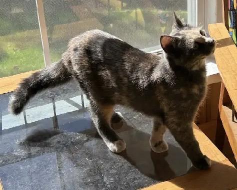 Enlarge Opie, a Adoptable Dilute Tortoiseshell in Stanstead, QC image 3/6