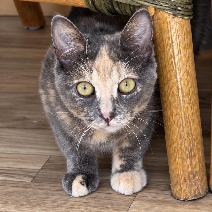 Enlarge Opie, a Adoptable Dilute Tortoiseshell in Stanstead, QC image 2/6