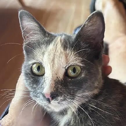 Enlarge Opie, a Adoptable Dilute Tortoiseshell in Stanstead, QC image 1/6