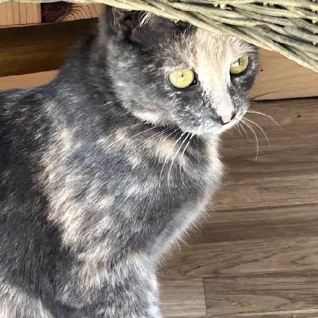 Enlarge Opie, a Adoptable Dilute Tortoiseshell in Stanstead, QC image 5/6