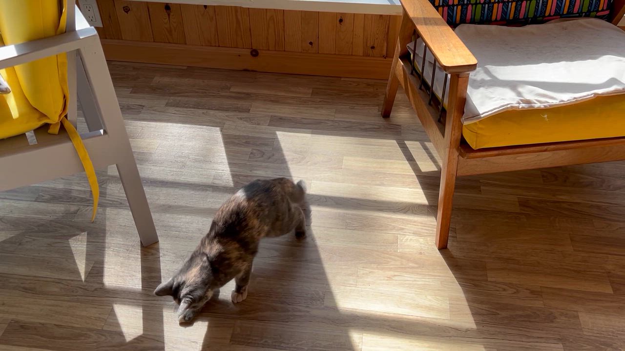 Enlarge Opie, a Adoptable Dilute Tortoiseshell in Stanstead, QC video 6/6