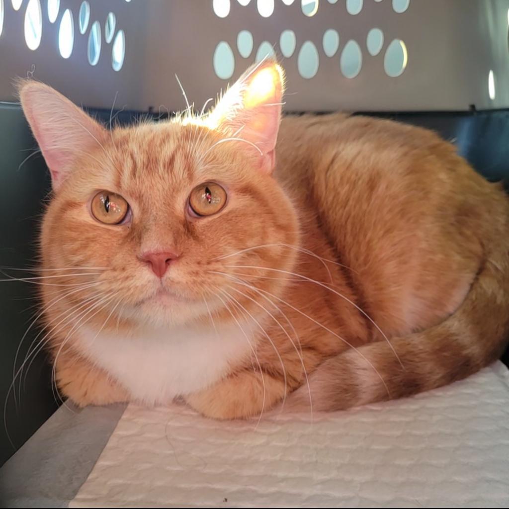 Princess — thumbnail 2