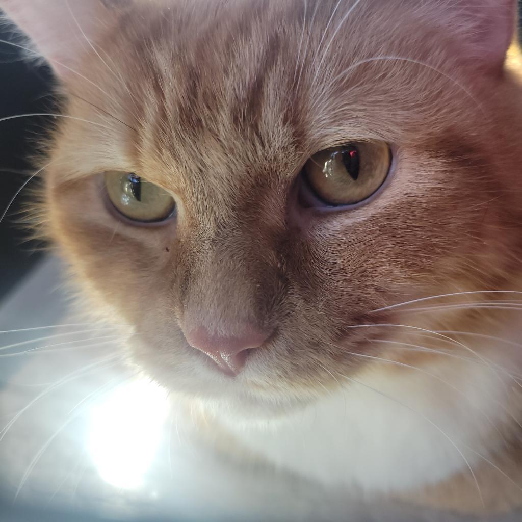 Princess — thumbnail 3