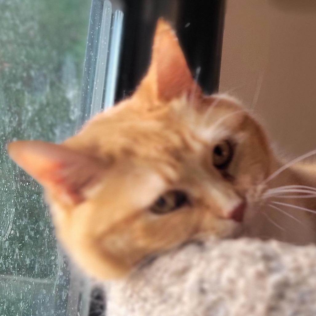 Princess — thumbnail 4