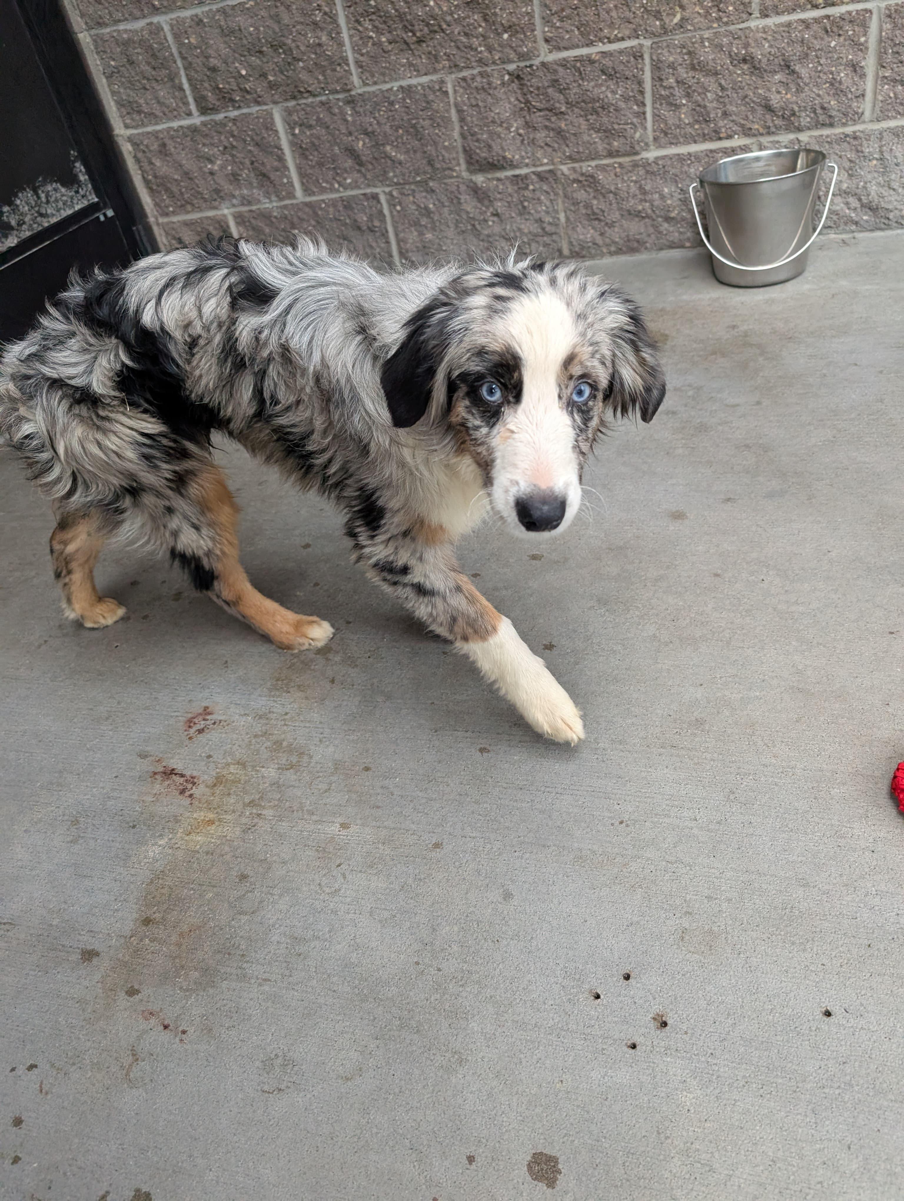 Gamera, adoptable, Adult Male Australian Shepherd.