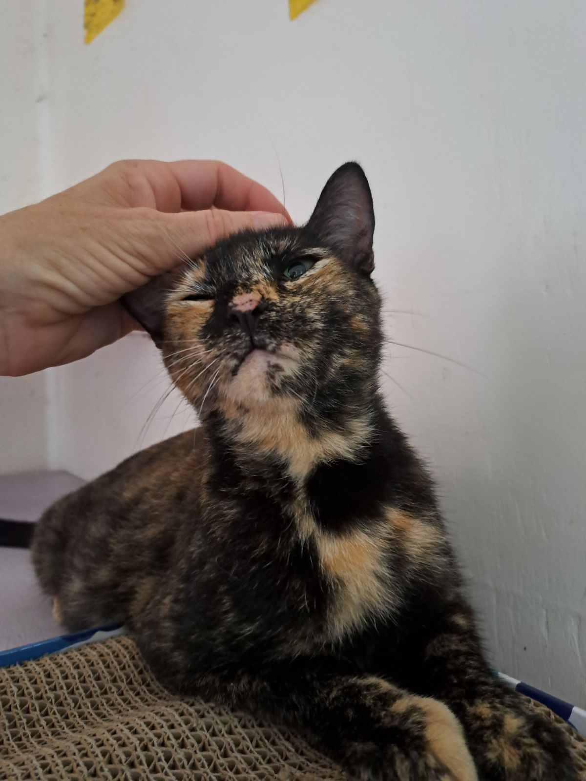 Tanya, a Adopted Tortoiseshell in Dania Beach, FL image 1/3