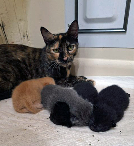 Tanya, a Adopted Tortoiseshell in Dania Beach, FL image 2/3