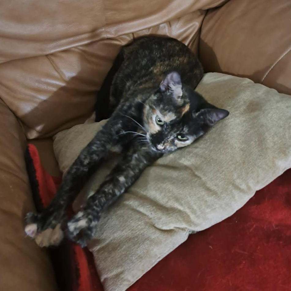 Tanya, a Adopted Tortoiseshell in Dania Beach, FL image 3/3
