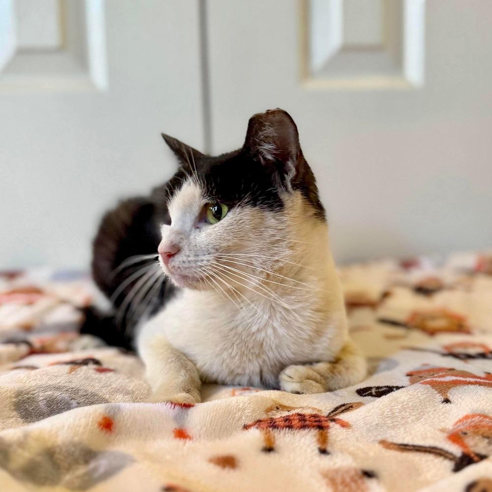 Alice, Adoptable, Young Female Domestic Short Hair.