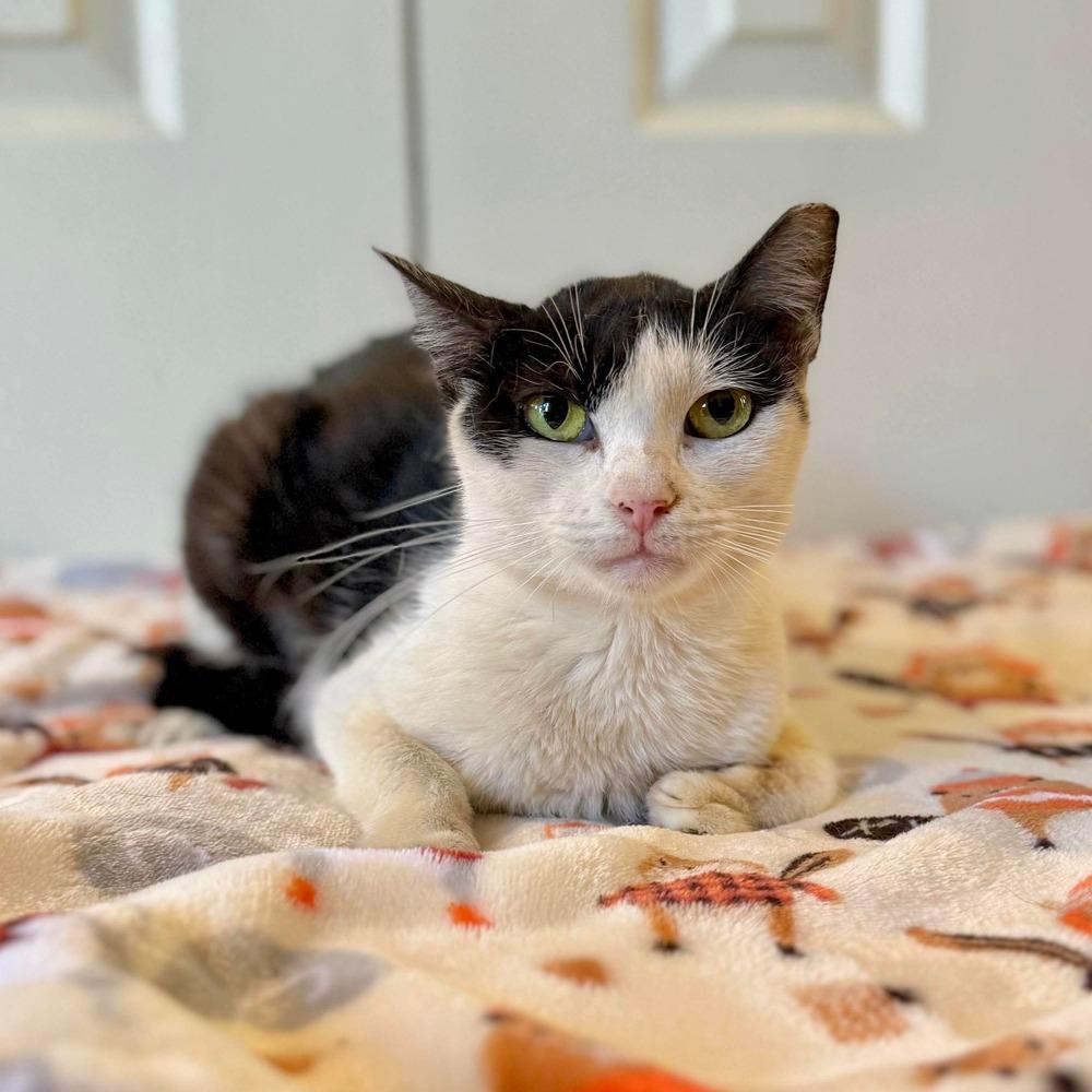 Enlarge Alice, a Adoptable Domestic Short Hair in Raleigh, NC image 2/6
